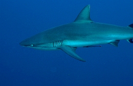 Sipadan_2015_Requin gris de recif ou Dagsit_Carcharhinus amblyrhynchos_IMG_2984_rc